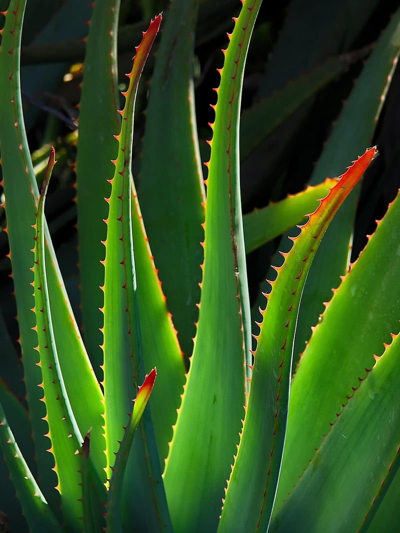 Aloe Vera Succulent