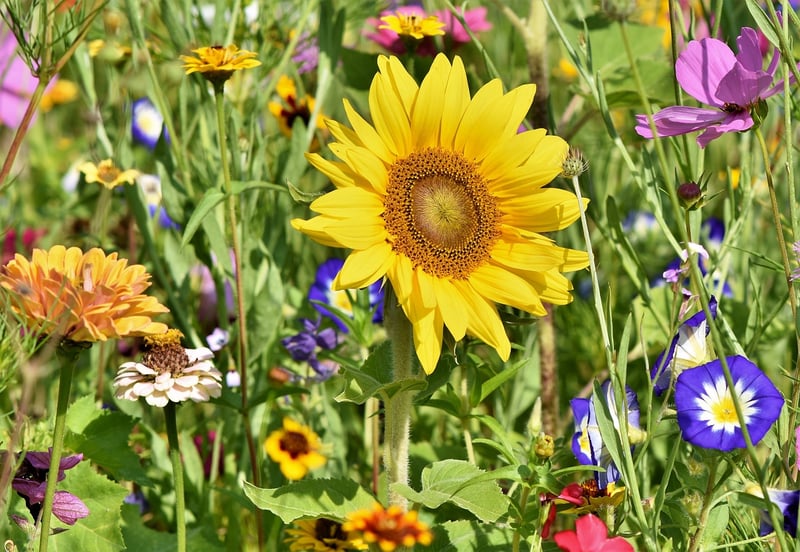Healthy Garden