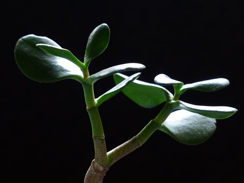 Jade Plant Succulent
